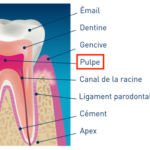 Pulpe dentaire