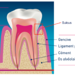 Sulcus ou sillon gingivo-dentaire
